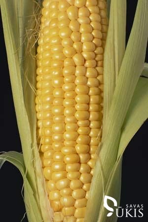 Paprastasis kukurūzas