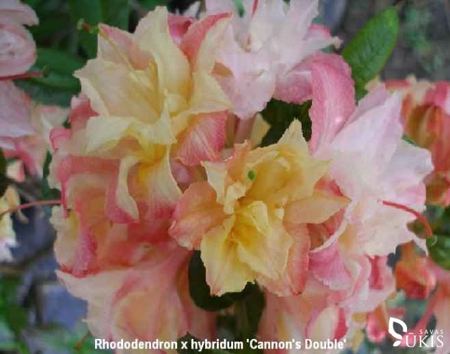 RODODENDRAS HIBRIDINIS (azalija) 'Cannon's Double' (Rhododendron x hybridum)