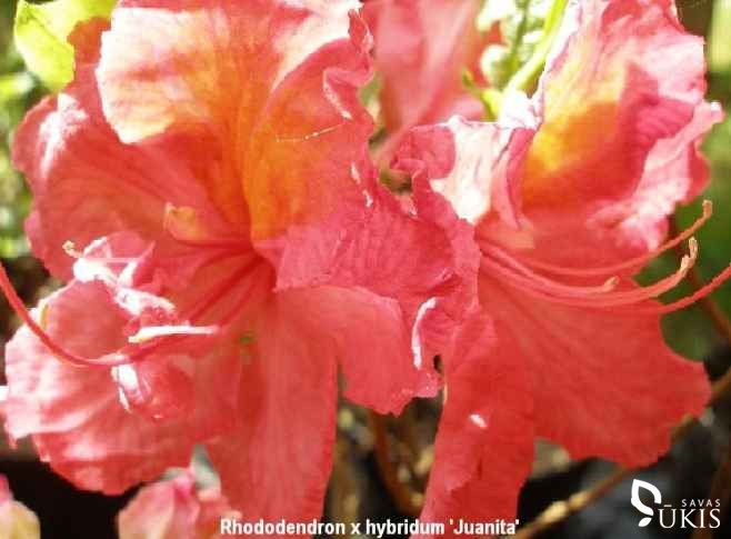 RODODENDRAS HIBRIDINIS (azalija) 'Juanita' (Rhododendron x hybridum)