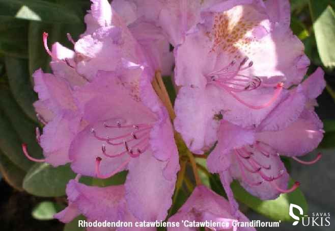 RODODENDRAS AMERIKINIS 'Catawbience Grandiflorum' (Rhododendron catawbiense)