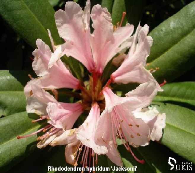 RODODENDRAS HIBRIDINIS 'Jacksonii' (Rhododendron x hybridum)