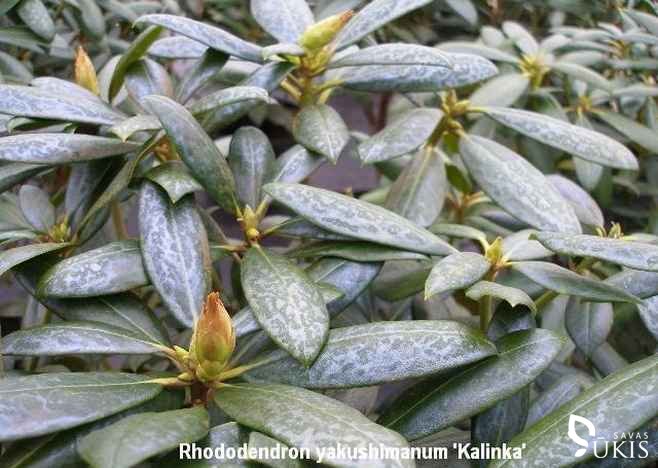RODODENDRAS JAKUŠIMANINIS 'Kalinka' (Rhododendron yakushimanum)