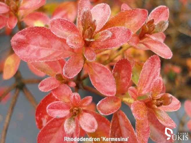RODODENDRAS HIBRIDINIS (azalija) 'Kermesina' (Rhododendron x hybridum)