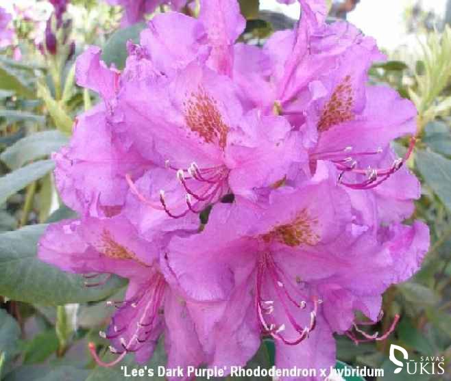 RODODENDRAS HIBRIDINIS 'Lee's Dark Purple' (Rhododendron x hybridum)
