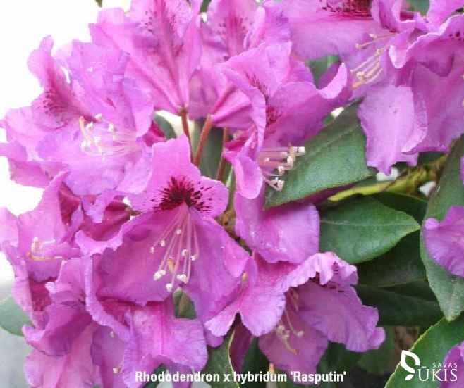 RODODENDRAS HIBRIDINIS 'Rasputin' (Rhododendron x hybridum)