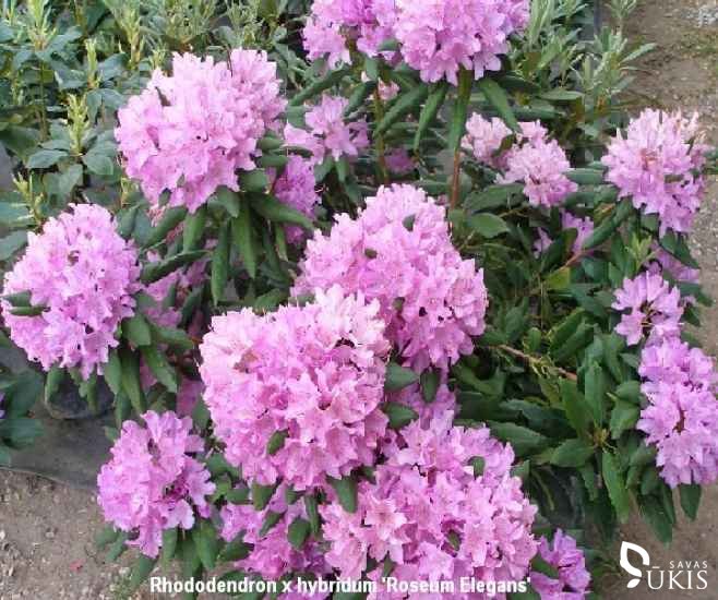 RODODENDRAS HIBRIDINIS 'Roseum Elegans' (Rhododendron x hybridum)