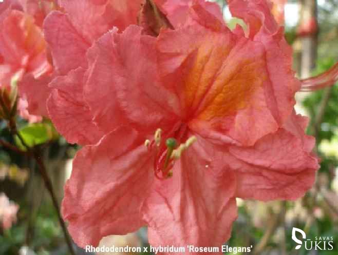 RODODENDRAS HIBRIDINIS (azalija) 'Sarina' (Rhododendron x hybridum)