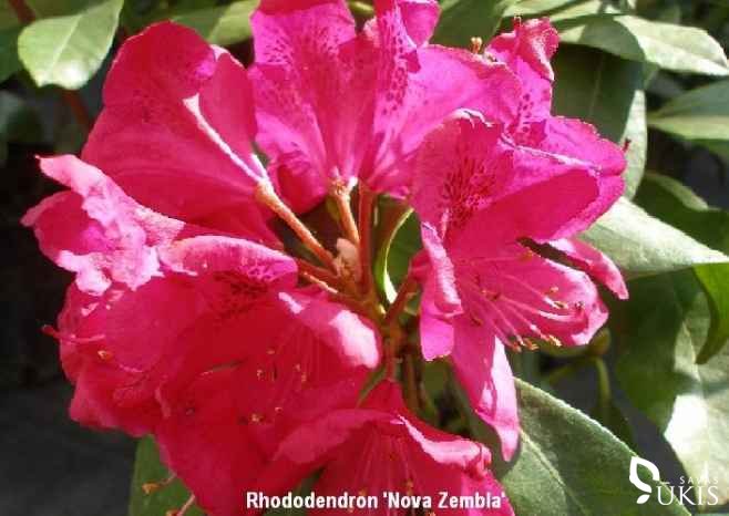 RODODENDRAS HIBRIDINIS 'Nova Zembla' (Rhododendron x hybridum)