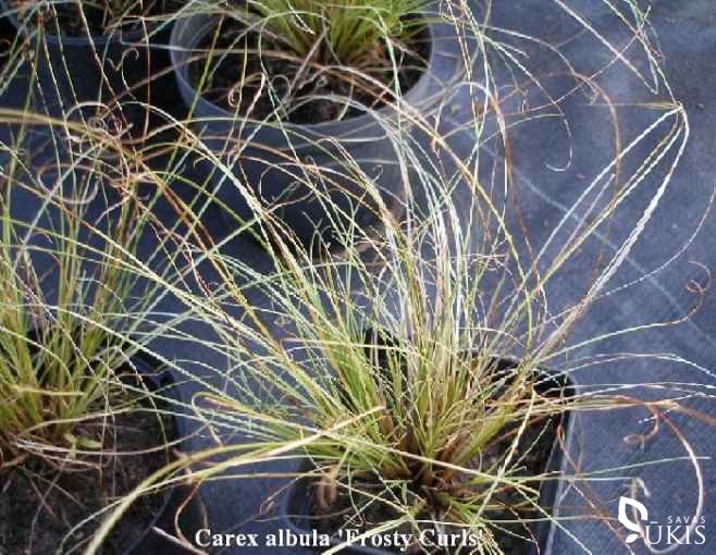 VIKSVA 'Frosty Curls' (Carex albula)