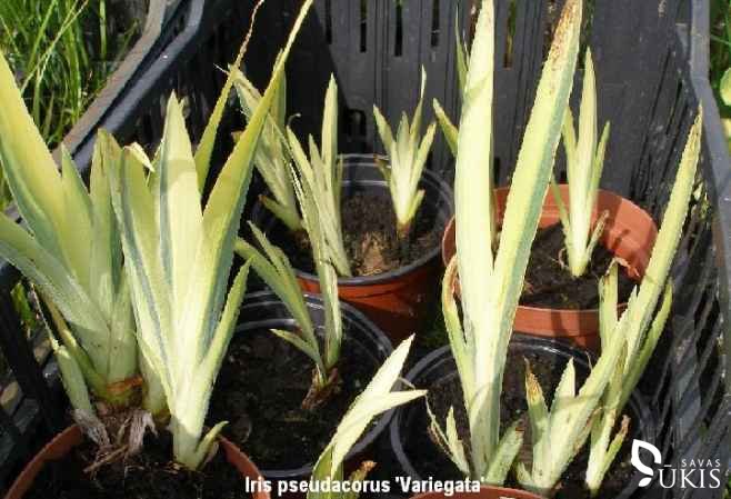 VILKDALGIS GELTONASIS 'Variegata' (Iris pseudacorus)