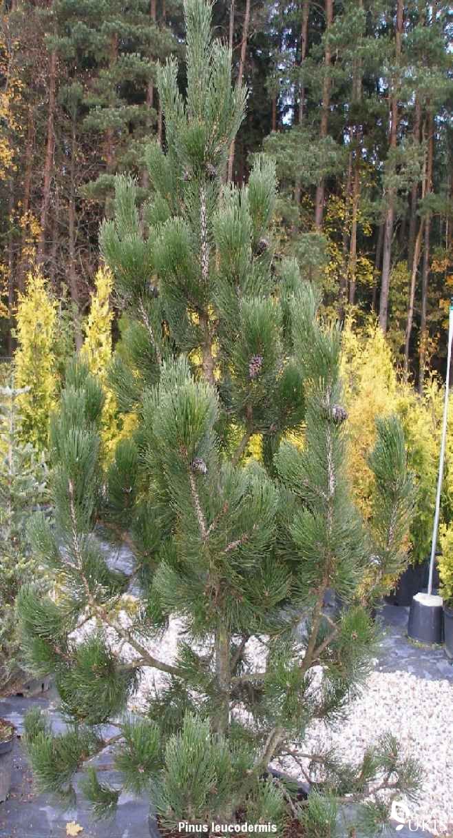 PUŠIS BALTAŽIEVĖ (Pinus leucodermis)