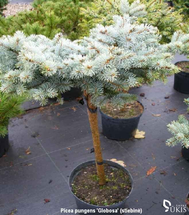 EGLĖ DYGIOJI 'Globosa' (Picea pungens) Pa 40-55