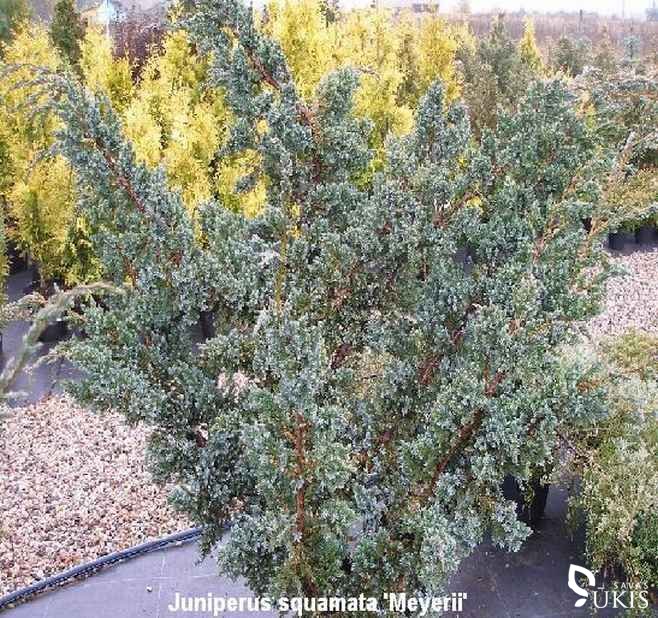 KADAGYS ŽVYNUOTASIS 'Meyerii' (Juniperus squamata )