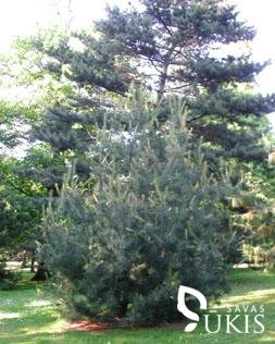 PUŠIS ARMANDO (Pinus armandii)