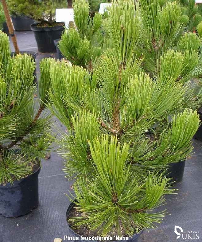 PUŠIS BALTAŽIEVĖ 'Nana' (Pinus leucodermis)