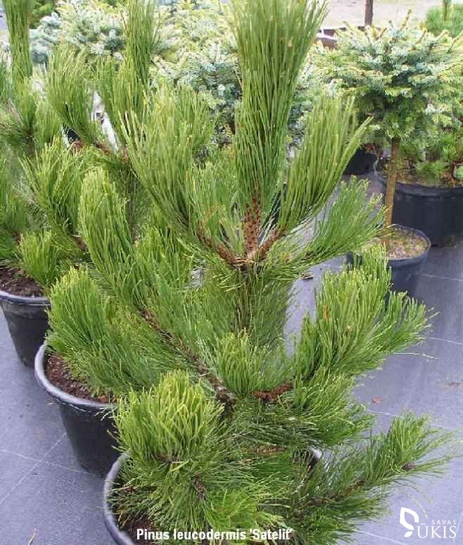 PUŠIS BALTAŽIEVĖ 'Satelit' (Pinus leucodermis)
