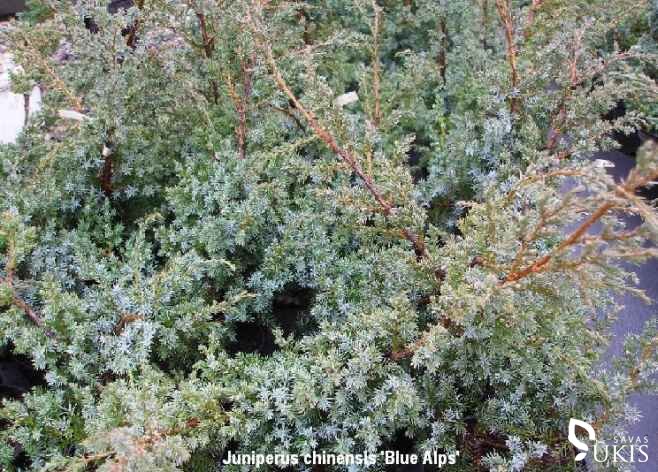 KADAGYS KININIS 'Blue Alps' (Juniperus chinensis)