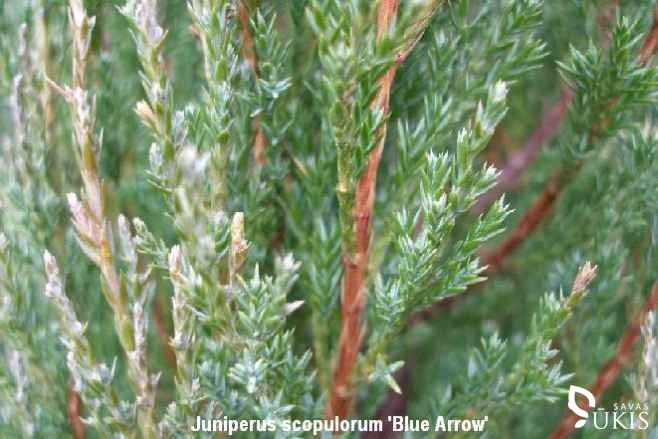 KADAGYS UOLINIS 'Blue Arrow' (Juniperus scopulorum)