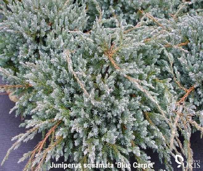 KADAGYS ŽVYNUOTASIS 'Blue Carpet' (Juniperus squamata)