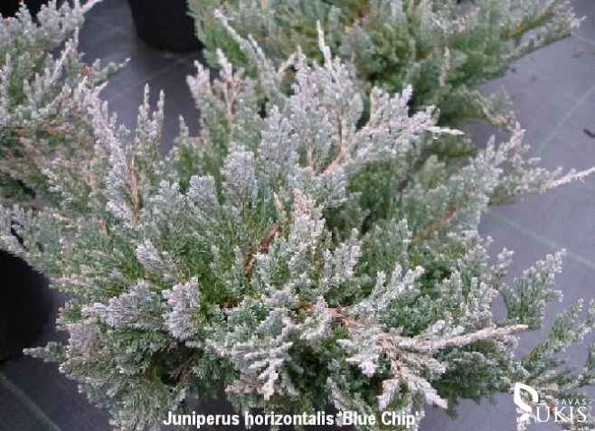 KADAGYS GULSČIASIS 'Blue Chip' (Juniperus horizontalis)
