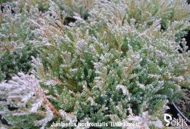 KADAGYS GULSČIASIS 'Blue Forest' (Juniperus horizontalis)