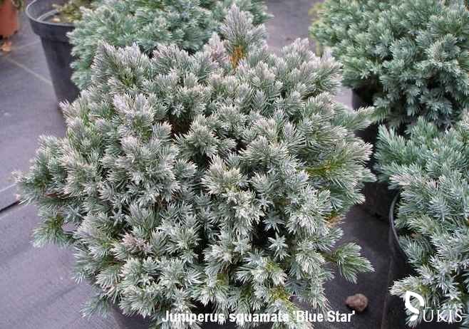 KADAGYS ŽVYNUOTASIS 'Blue Star' (Juniperus squamata)