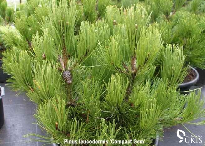 PUŠIS BALTAŽIEVĖ 'Compact Gem' (Pinus leucodermis) 
