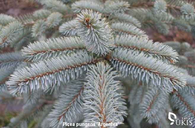 EGLĖ DYGIOJI 'Argentea' (Picea pungens)