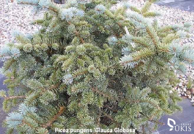 EGLĖ DYGIOJI 'Glauca Globosa' (Picea pungens)