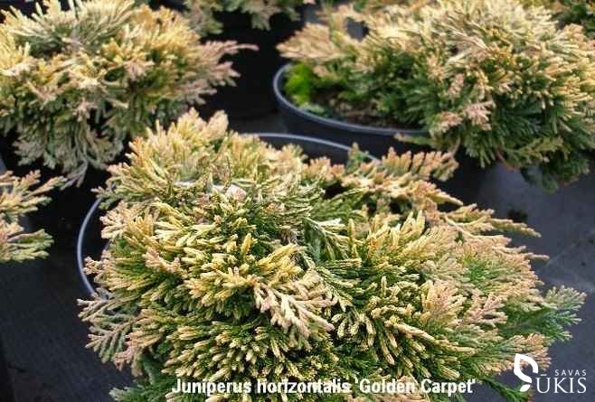 KADAGYS GULSČIASIS 'Golden Carpet' (Juniperus horizontalis)