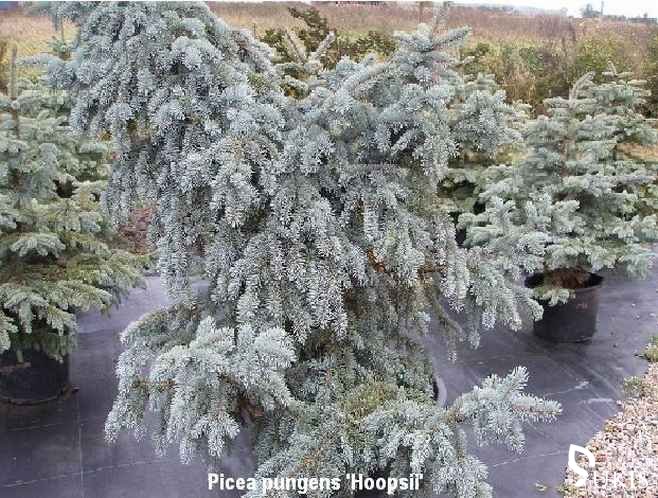 EGLĖ DYGIOJI 'Hoopsii' (Picea pungens)