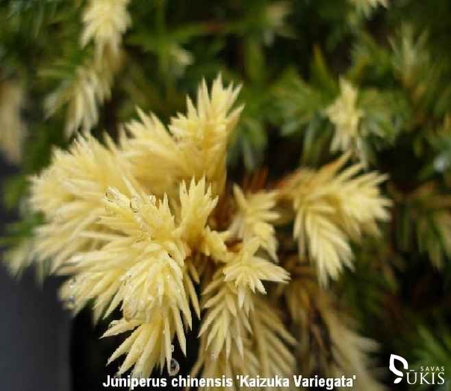 KADAGYS KININIS 'Kaizuka Variegata' (Juniperus chinensis)