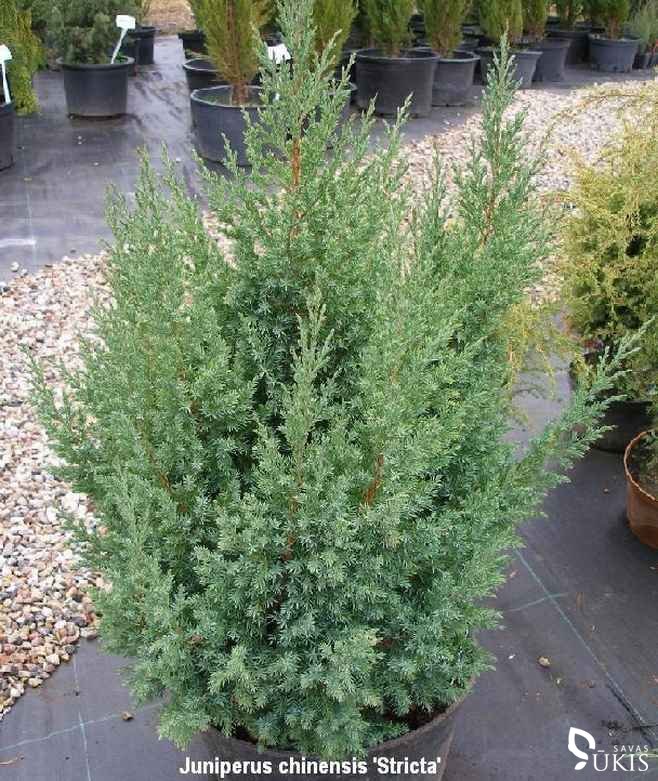 KADAGYS KININIS 'Stricta' (Juniperus chinensis)