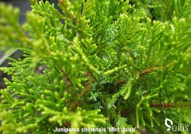 KADAGYS KININIS 'Mint Julep' (Juniperus chinensis)