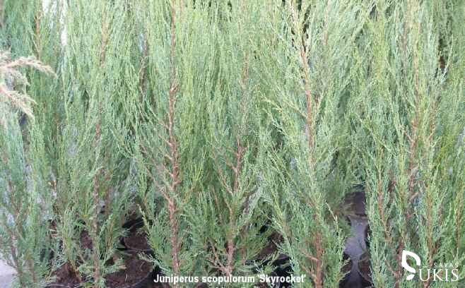 KADAGYS UOLINIS 'Skyrocket' (Juniperus scopulorum)