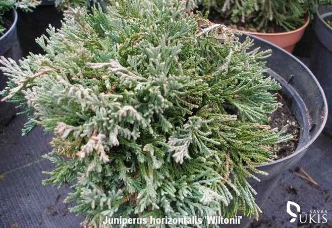 KADAGYS GULSČIASIS 'Wiltonii' (Juniperus horizontalis)