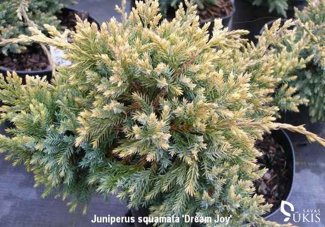 KADAGYS ŽVYNUOTASIS 'Dream Joy' (Juniperus squamata)