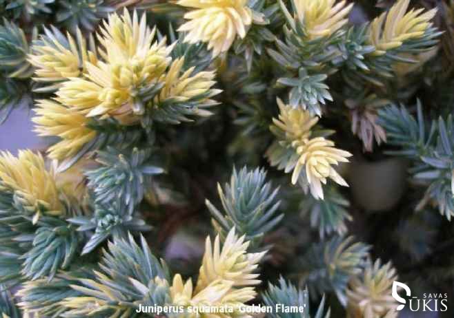 KADAGYS ŽVYNUOTASIS 'Golden Flame' (Juniperus squamata)KADAGYS ŽVYNUOTASIS 'Golden Flame' (Juniperus squamata)