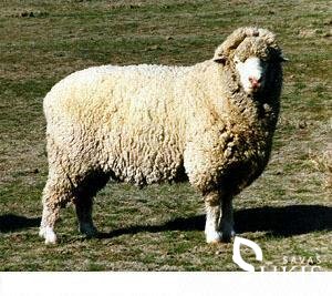 Prekosų veislės avys