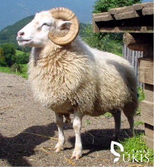 Skudų veislės avis