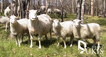 Suomijos landrasų veislės avys