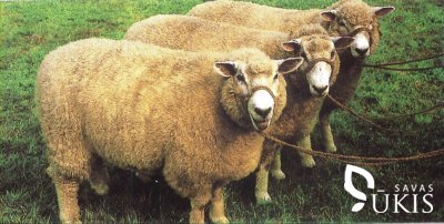 Vokietijos baltagalvės avys