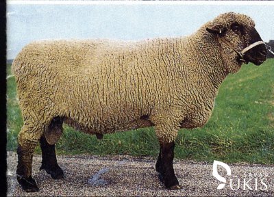 Vokietijos juodgalvės avys