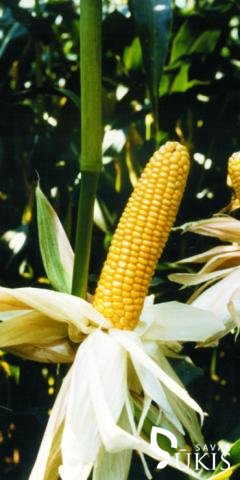 CIXXOM FAO 21 hibridiniai kukurūzai